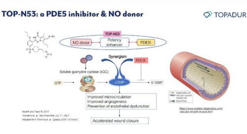 瑞士Topadur Pharma 以cGMP酶雙效調(diào)節(jié)創(chuàng)新療法應對老年疾病挑戰(zhàn)